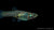Endler Guppy Weiblich swimming in a freshwater aquarium
