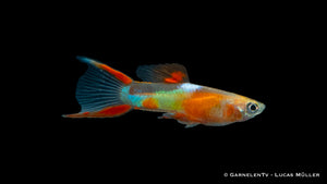 Endlers Guppy "Yellow Neon" in Gruppenhaltung
