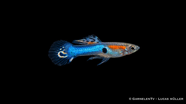Endler Guppy männlich "Japan blue" - Poecilia wingei