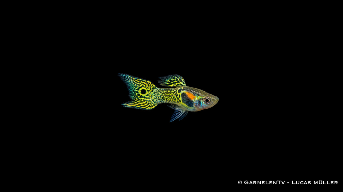 Endler Guppy männlich green snake - Poecilia wingei