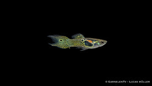 Endler Guppy männlich green snake - Poecilia wingei