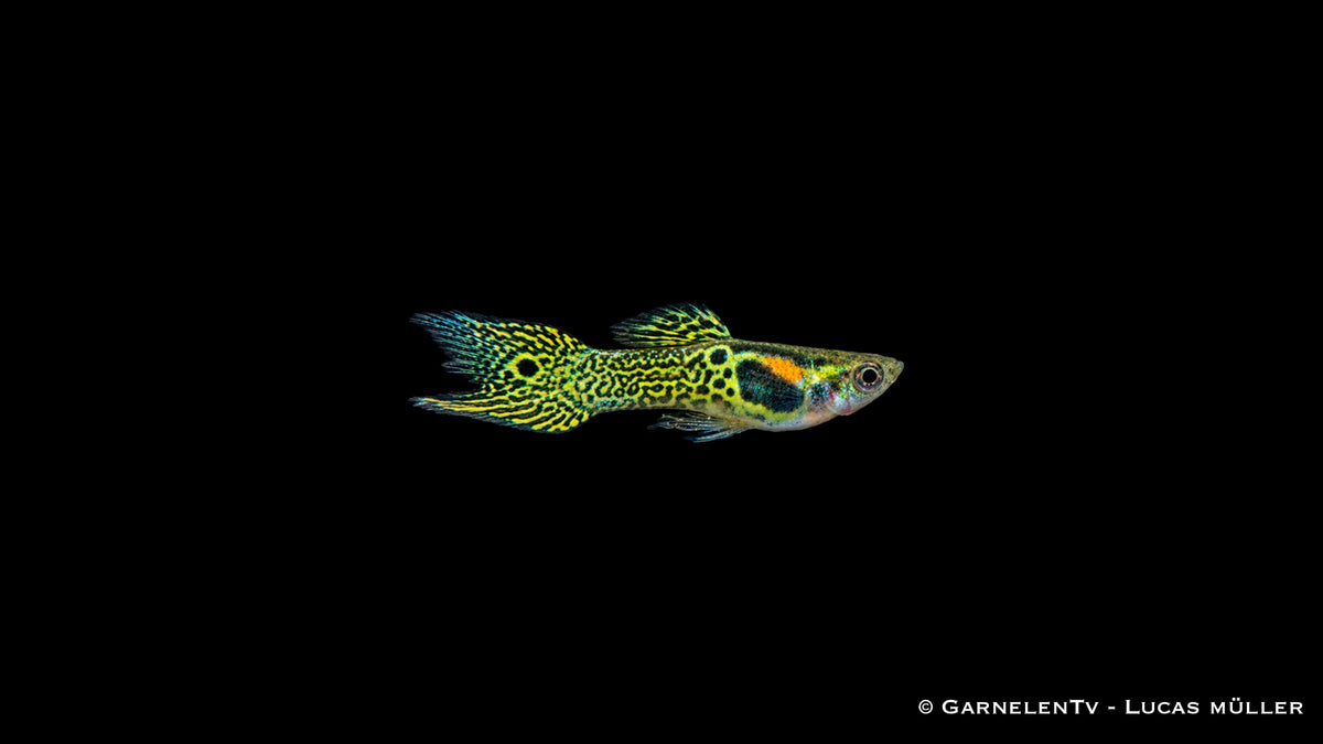 Endler Guppy männlich green snake - Poecilia wingei