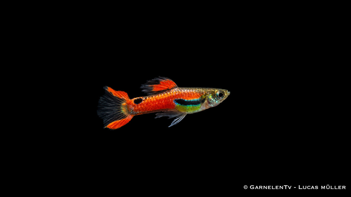 Endler Guppy männlich red scarlett - Poecilia wingei