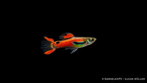 Endler Guppy männlich red scarlett - Poecilia wingei