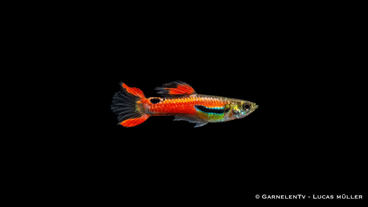 Endler Guppy männlich red scarlett - Poecilia wingei