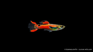 Endler Guppy männlich red scarlett - Poecilia wingei
