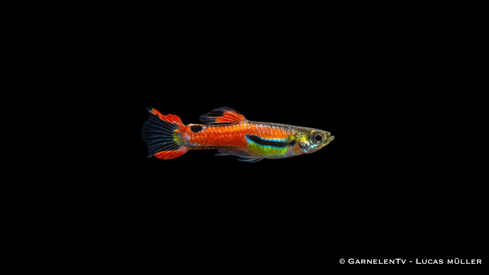 Endler Guppy männlich red scarlett - Poecilia wingei