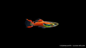 Endler Guppy männlich red scarlett - Poecilia wingei