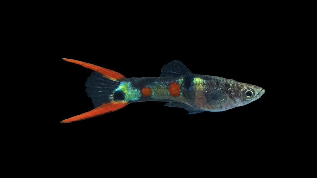 Im Aquarium schwimmend ein Endlers Guppy männlich El Tigre (Poecilia wingei)