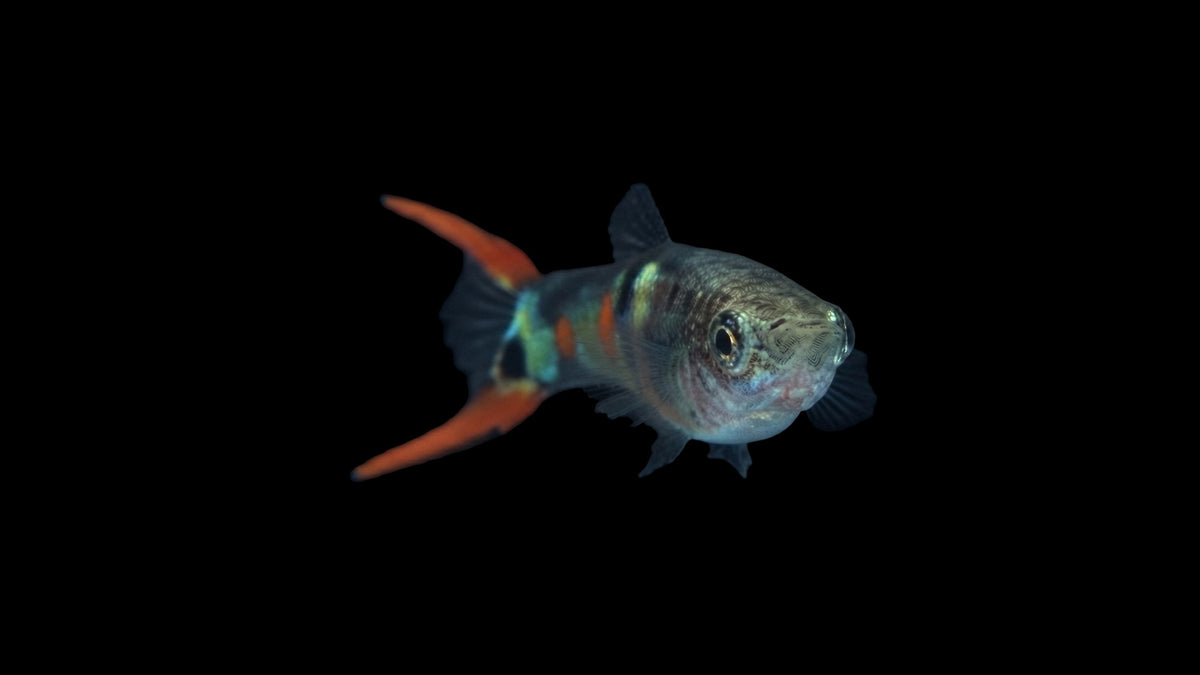 Endlers Guppy männlich El Tigre (Poecilia wingei) im Aquarium