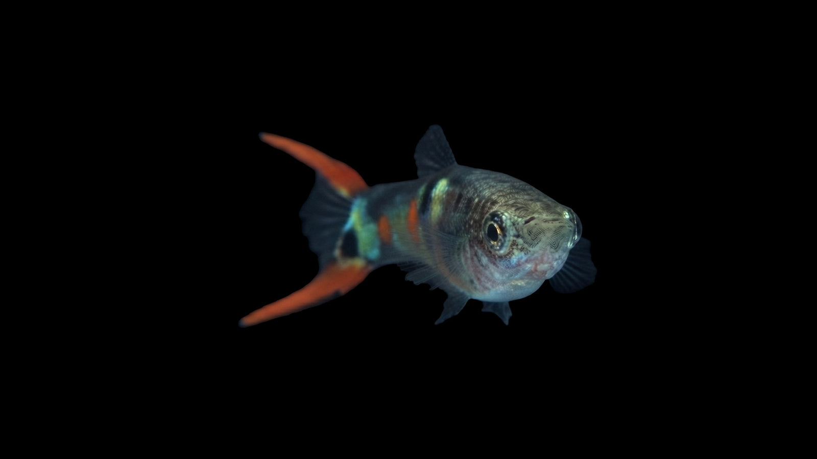 Im Aquarium schwimmend ein Endlers Guppy männlich El Tigre (Poecilia wingei)