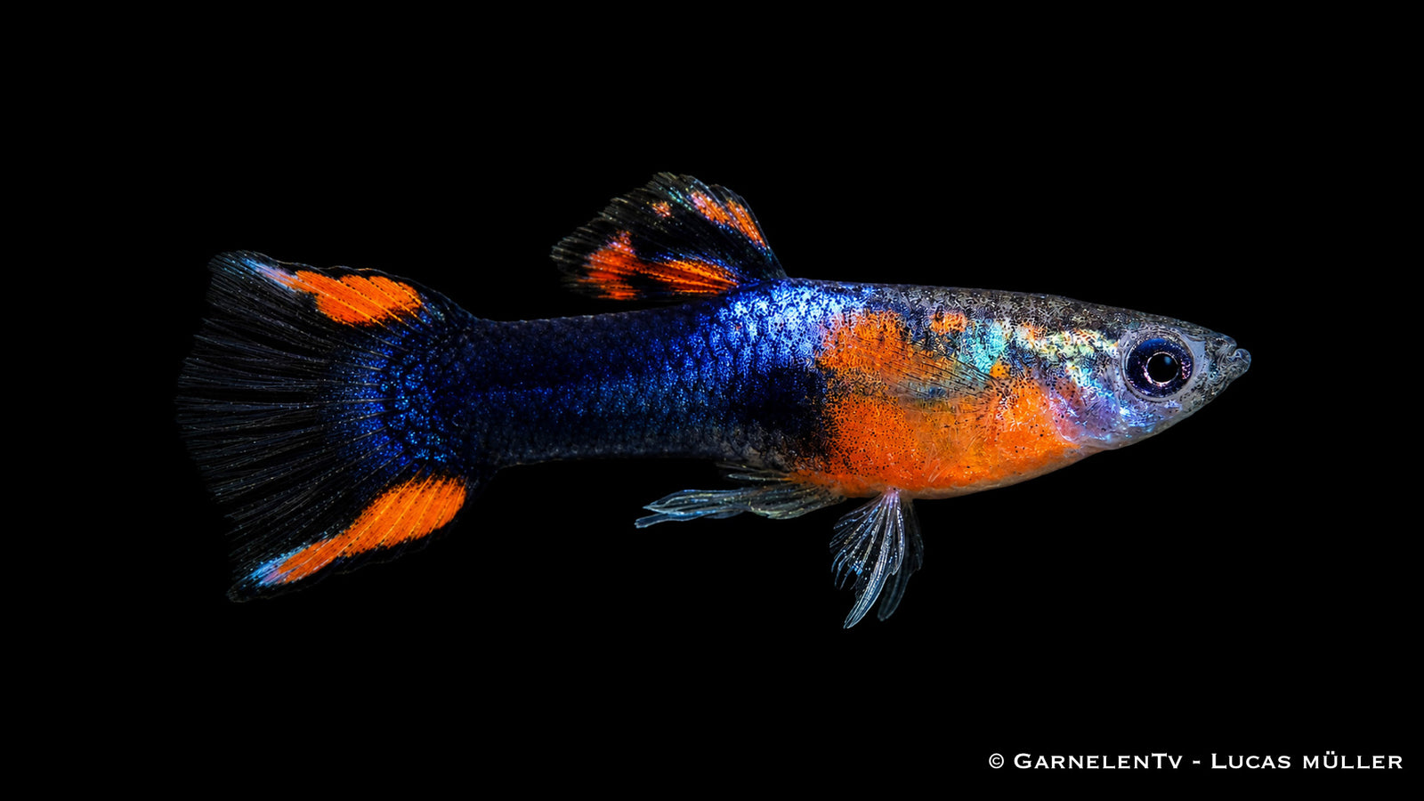 Endlers Guppy männlich red chest black flame - Poecilia wingei