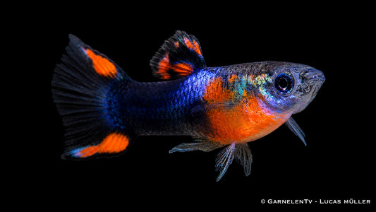 Männlicher Endler Guppy Red Chest Black Flame mit roter Brust und schwarzer Flammenzeichnung