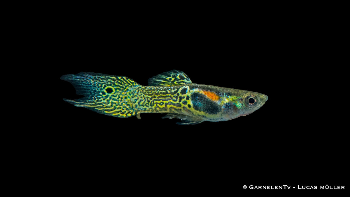 Endler Guppy männlich green snake - Poecilia wingei
