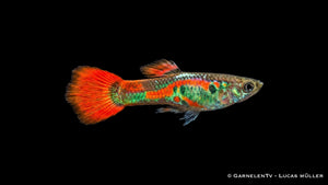 Endlers Guppy männlich Red Neon Poecilia wingei mit leuchtender Rotfärbung und schlankem Körper im Aquarium