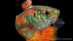 Männlicher Poecilia wingei Red Neon mit intensiven Farben, feiner Flossenzeichnung und lebhafter Schwimmhaltung