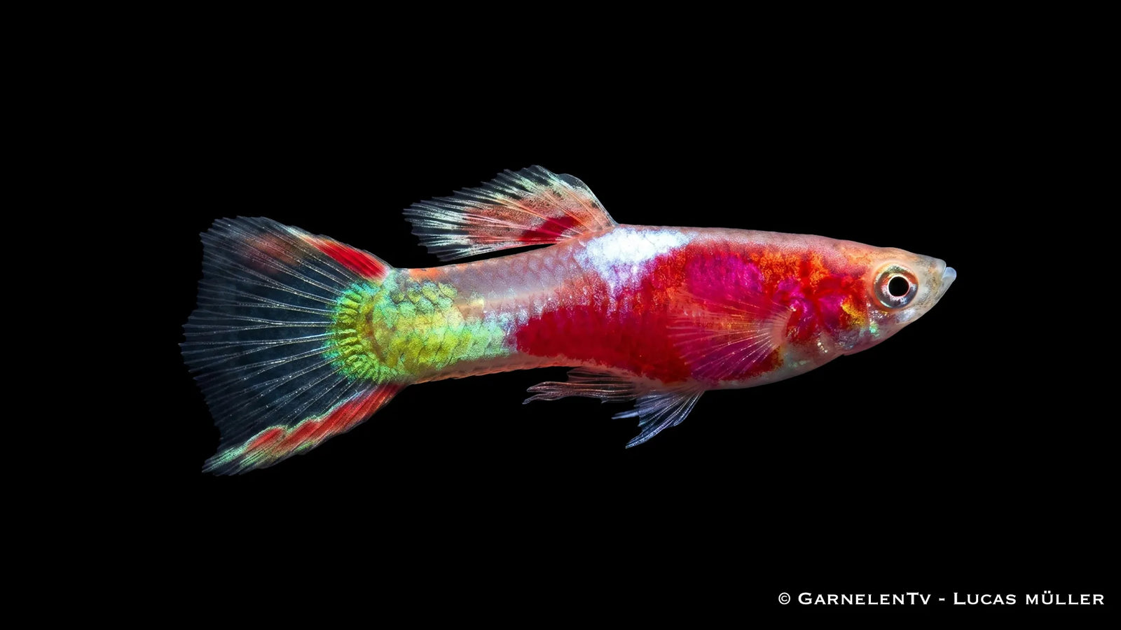 Endlers Guppy Männchen Red Neon Poecilia wingei mit leuchtend roter Färbung, schlanker Körperform und auffälligem Farbspiel im Aquarium