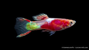 Endlers Guppy Männchen Red Neon Poecilia wingei mit leuchtend roter Färbung, schlanker Körperform und auffälligem Farbspiel im Aquarium