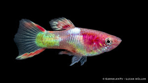 Endlers Guppy männlich Red Neon im Süßwasseraquarium mit kräftigen Farben, feiner Flossenzeichnung und lebendigem Verhalten in der Gruppe