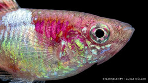 Poecilia wingei Red Neon als farbintensiver Endler Guppy mit rotem Muster, aktiver Schwimmweise und kontrastreicher Zeichnung
