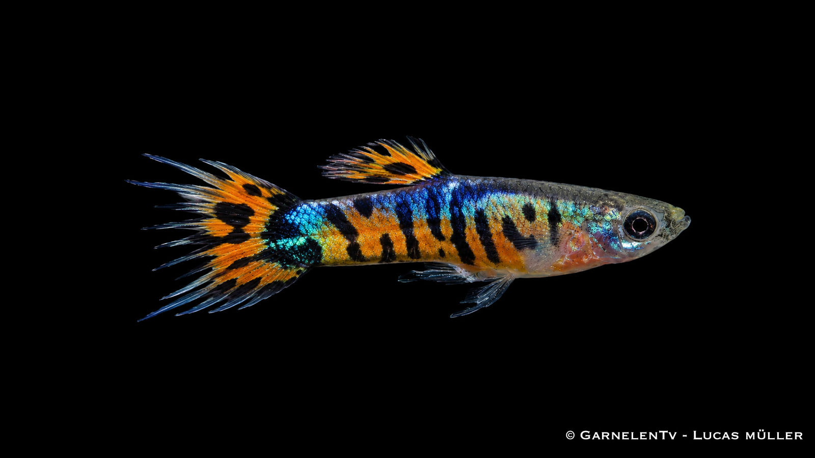 Endlers Guppy männlich tiger crowntail - Poecilia wingei