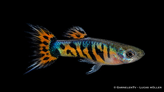 Männlicher Endler Guppy Tiger Crowntail mit gezackter Schwanzflosse in Nahaufnahme