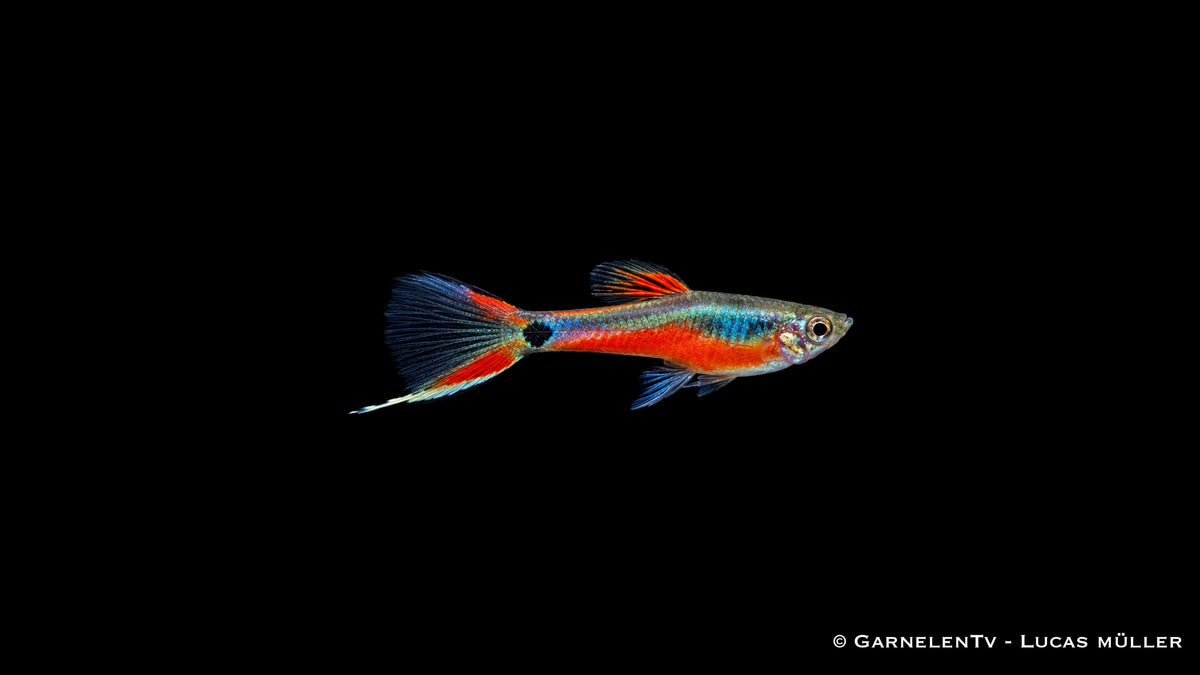 Endlers Guppy cardinal - Pärchen - Poecilia reticulata