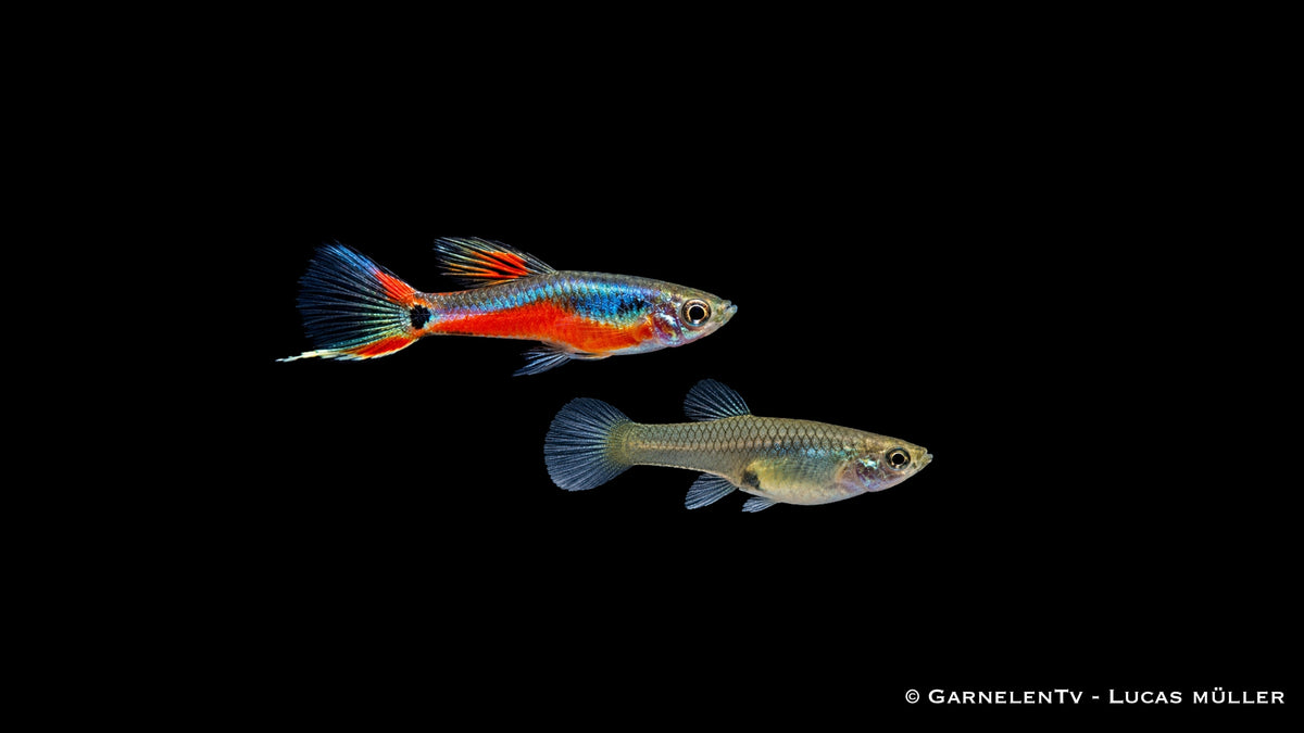 Endlers Guppy cardinal - Pärchen - Poecilia reticulata