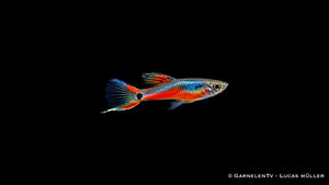 Endlers Guppy cardinal - Pärchen - Poecilia reticulata