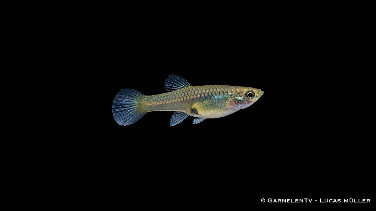 Endlers Guppy cardinal - Pärchen - Poecilia reticulata