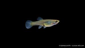 Endlers Guppy cardinal - Pärchen - Poecilia reticulata