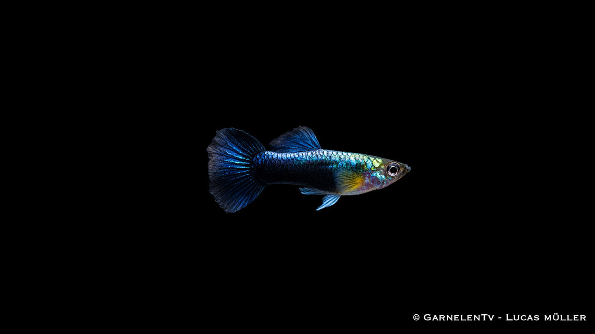 Endlers Guppy männlich Blue Neon - Poecilia wingei
