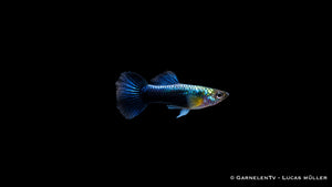 Endlers Guppy männlich Blue Neon - Poecilia wingei