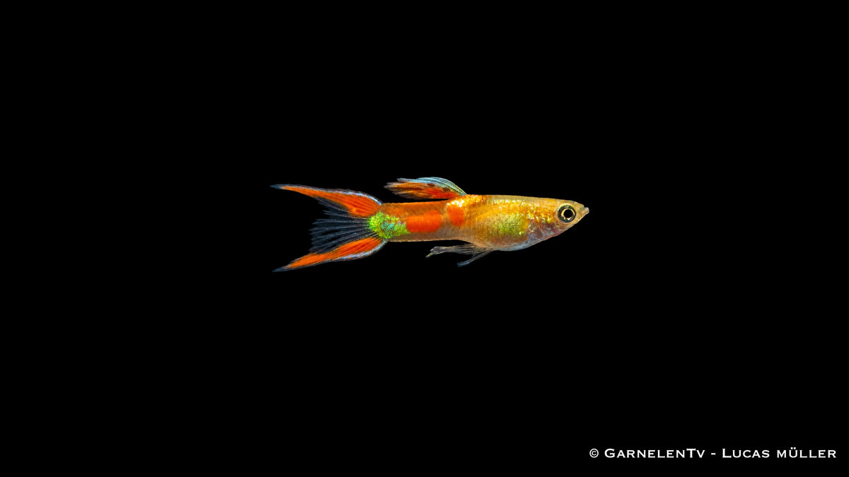 Endlers Guppy männlich "gold calico" - Poecilia wingei