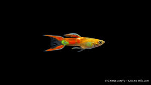 Endlers Guppy männlich "gold calico" - Poecilia wingei