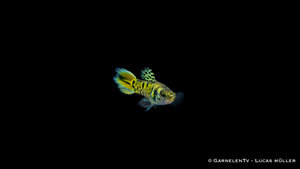 Endlers Guppy männlich "green tiger" - Poecilia wingei