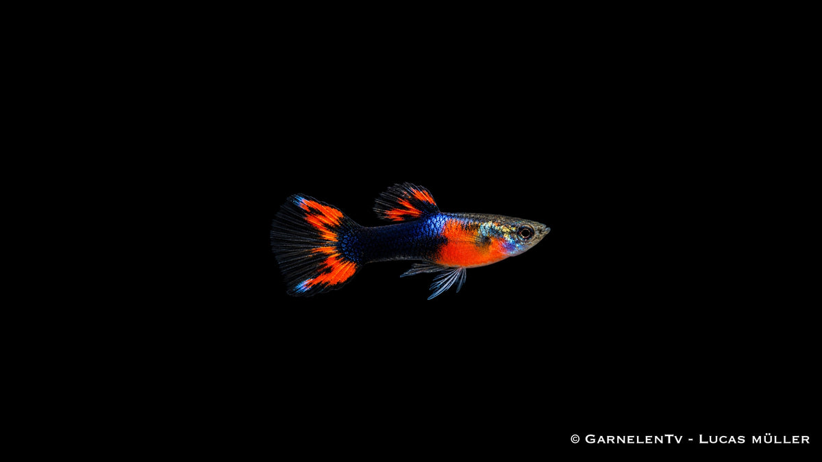 Endlers Guppy männlich red chest black flame - Poecilia wingei