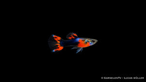 Endlers Guppy männlich red chest black flame - Poecilia wingei