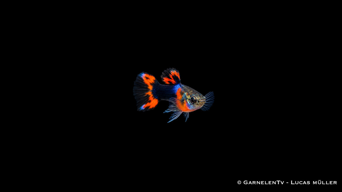 Endlers Guppy männlich red chest black flame - Poecilia wingei
