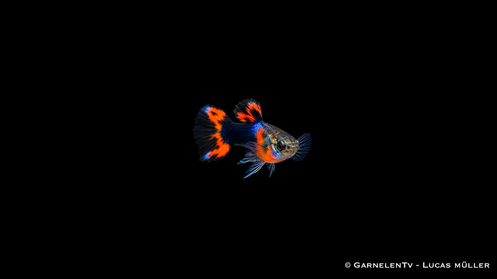 Endlers Guppy männlich red chest black flame - Poecilia wingei