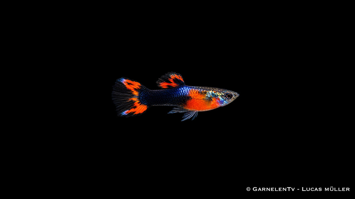 Endlers Guppy männlich red chest black flame - Poecilia wingei