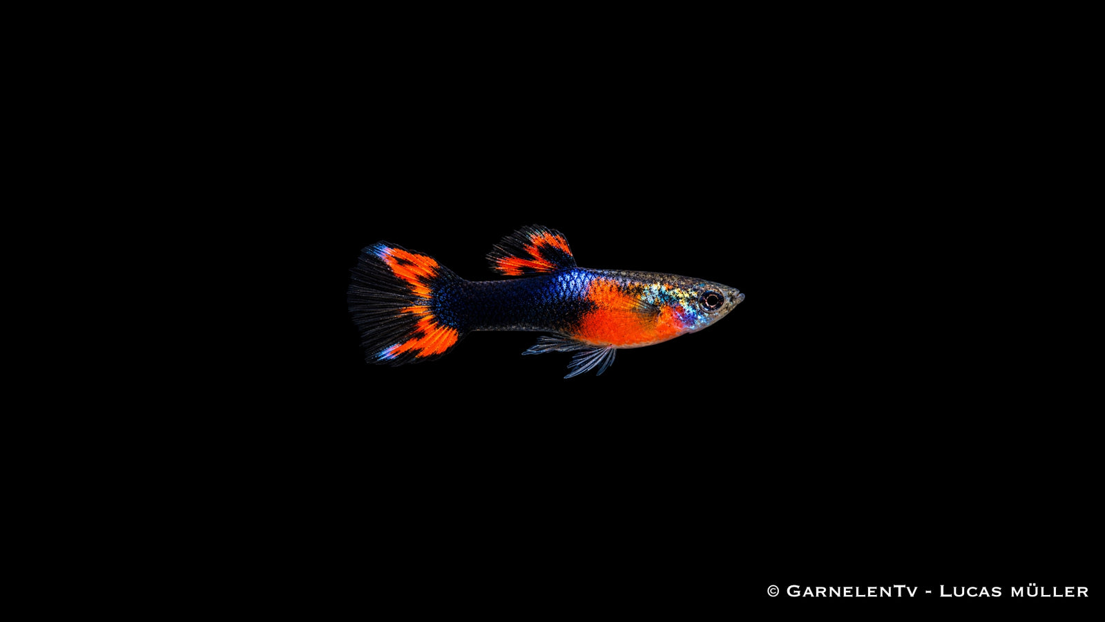 Endlers Guppy männlich red chest black flame - Poecilia wingei