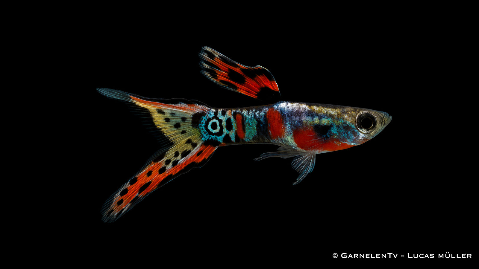 Endlers Guppy Männlich – Red Chest Rainbow - Poecilia wingei
