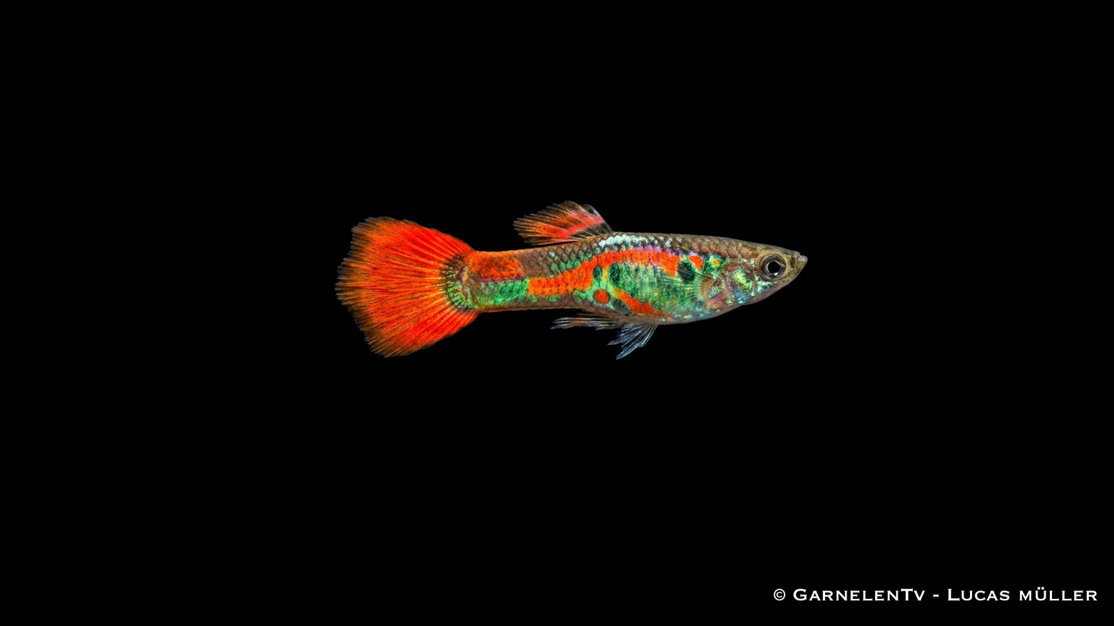 Endlers Guppy männlich red neon - Poecilia wingei