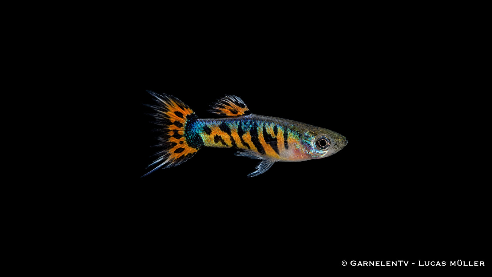 Endlers Guppy männlich tiger crowntail - Poecilia reticulata