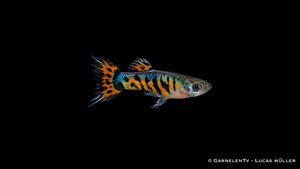 Endlers Guppy männlich tiger crowntail - Poecilia reticulata