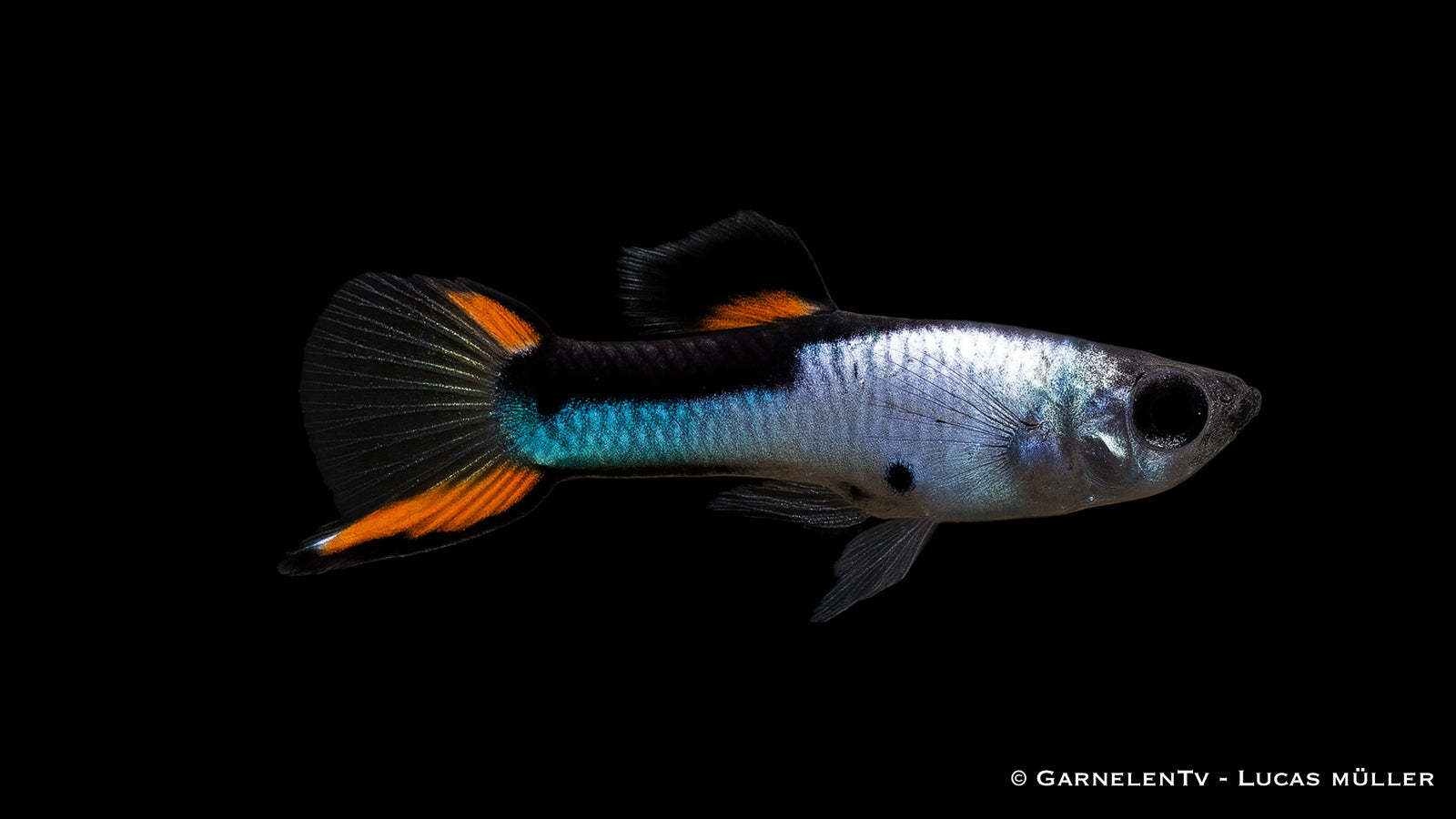 Endlers Guppy silverado Männlich