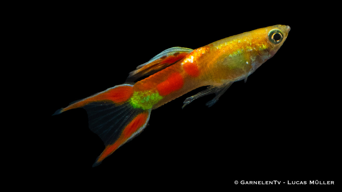 Endlers Guppy Gold Calico Schwarmfisch