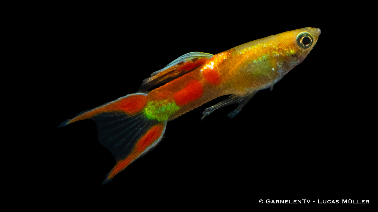 Endlers Guppy Männlich "Gold Calico" Poecilia wingei