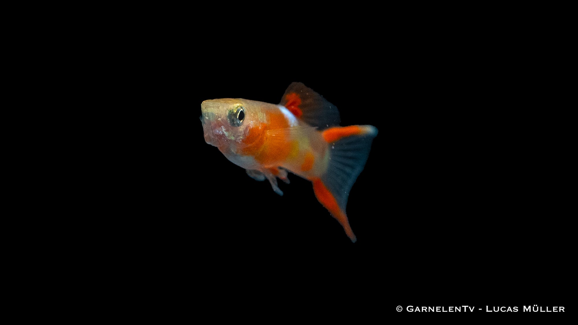 Endlers Guppy männlich "Yellow Neon"